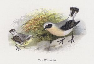 Wheatear 作： Alexander Francis Lydon